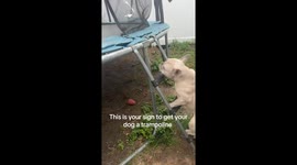 Dog Jumping on a Trampoline