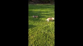 Chihuahua Gets Close to Bunny Nest