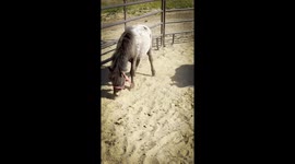 Two Miniature Appaloosa Horses Rolling in the Round Pen Sand