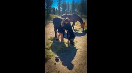Lloyd, a Feral Rescue Stallion Gets Rear Scratched by a Young Teen Girl