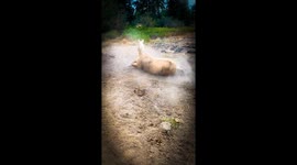 Trauma, a Rescue Palomino Wet Nurse Mare at Vindicate Horse Rescue Rolls in the Dirt