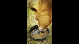 Retired Dude Ranch Rescue Horse