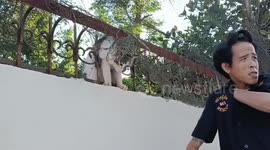 Animal rescue team saves stray cat impaled on iron railings