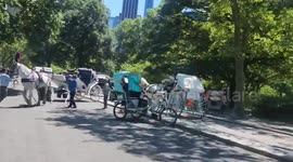 Horse bolts in Central Park injuring cyclist and pedestrians