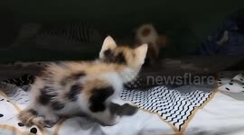 Kitten tumbles from bed while playing with two siblings