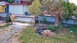 Moo are you? Cow startled by boy and chases him away