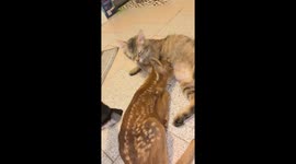 Rescued baby fawn thinks cat is mum and nurses on her