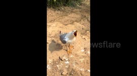 Gull becomes local star for mimicking tourists' laughter at zoo in China