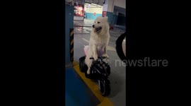 Paw patrol! Dog stuns locals be steering toy car around garage like pro driver