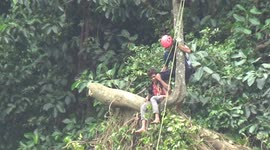 Dramatic Evacuation of Indonesian Man Trapped in Tree from 50 Meters Height