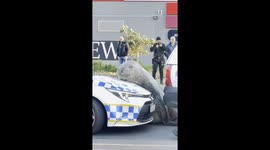 Huge elephant seal rests head on police car after wandering onto Cape Town street