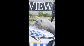 Elephant Seal in our Main Road 1 KM away from the sea got lost . Police had their hands full controlling it