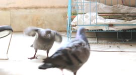Young pigeons eagerly wait for food and, when they see their parent pigeon arrive, rush to eat