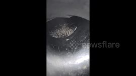 Maggots found in school canteen meat grinder in horror discovery after students fall ill