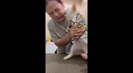 Vicious cat bites pet hotel owner's face as she tries to groom her