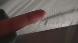 Camper teases mosquito as it tries to bite him through net