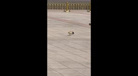 Amusing moment playful crow bullies stray cat