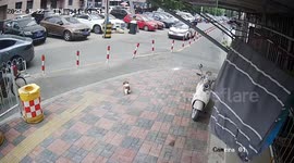 Dog blocks road and halts traffic in Tianjin, China