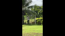 Smart dog assists delivery man in Barili, Cebu, Philippines