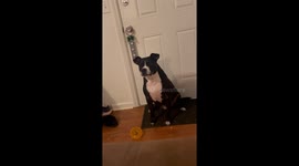 Dog Talks and Says Outside