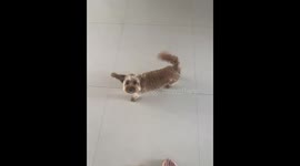 Dog stands on two feet after ear sticks up in funny moment in Inner Mongolia, China