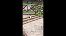 Tired lemur sprawls across steps for a nap
