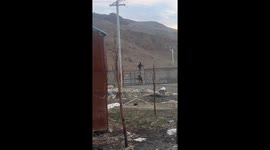 Brave pet dog chases away two wild bears from garden