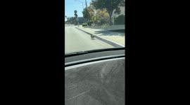 Bird Guy Helps Ducks Cross the Street