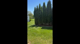 Wobbly Cat Watches From The Bushes