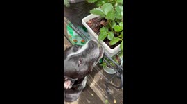 Dog Gently Plucks Strawberry
