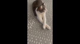 Meatball Only Has One Setting