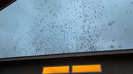 Migrating Vaux's Swifts