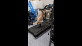 Red Heeler Loves the Treadmill