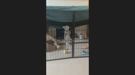 Mischievous kitty yearns for freedom