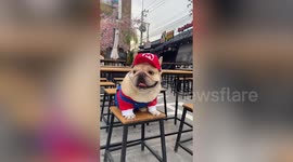 Adorable Frenchie shows off Super Mario costume