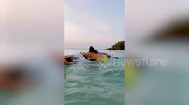 Overweight woman in bikini hilariously climb on paddle board