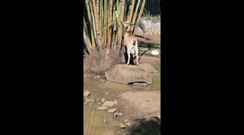 Goat Uses Tortoise as Makeshift Ladder