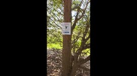 Quicksand Warning Spotted On Tree