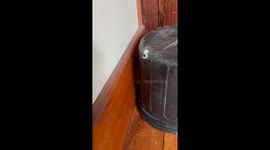 Cockatoo Hermit Crab