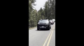 Tourists approach bear cub - then get snarky when called out
