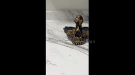 Half skull dish upcycle