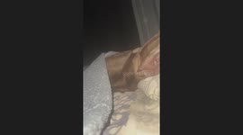 Dog sleeps soundly under blanket in Minden, Germany