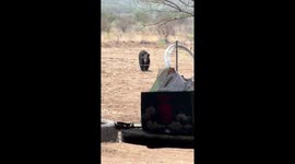 Bear visits farm and drinks water in Castaños, Coahuila, Mexico