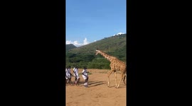 Great touch for a big man: Wild giraffe joins footballers training in Kenya