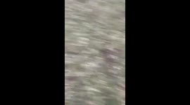 Squirrel climbs on man after spotting big bird in London, England