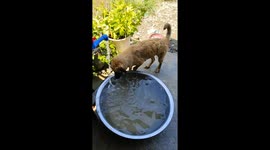 Dog splashes in tub of water to cool off on hot day