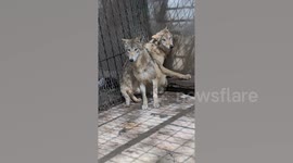 Wolves tremble in fear when they smell scent of tigers on zookeeper