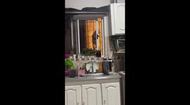 Sneaky cat slides open window and squeezes inside in Buenos Aires, Argentina