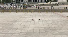 Crow persistently teases cat before finally flying away in Shandong, China