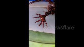 Man buys rare '6-fingered' crayfish at market - experts say mutated crustacean is safe to eat